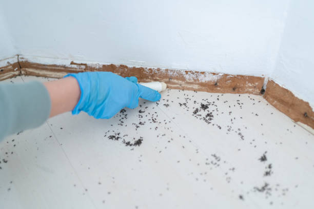 Insect Control in Buckeystown, MD